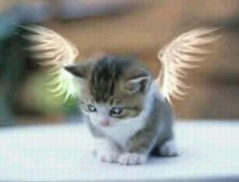 the angel cat