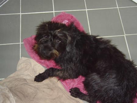 blacky